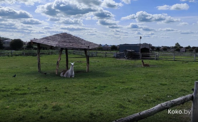 Наносы-Новоселье - галерея 7