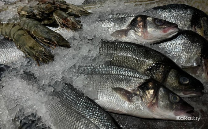 John Dory / Джон Дори - галерея 7