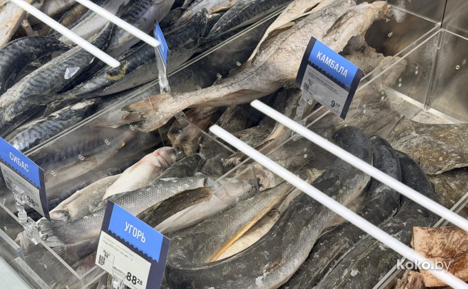 Санта Фиш - галерея 20