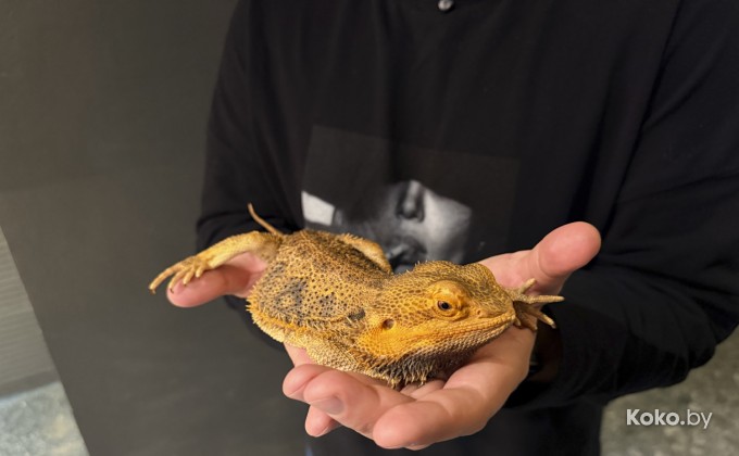 Amazonka / Амазонка - галерея 15