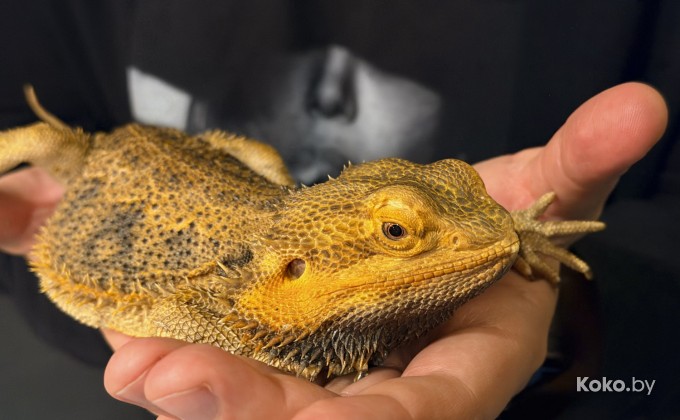 Amazonka / Амазонка - галерея 16