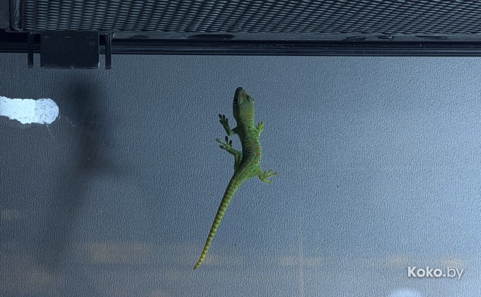 Amazonka / Амазонка - галерея 19