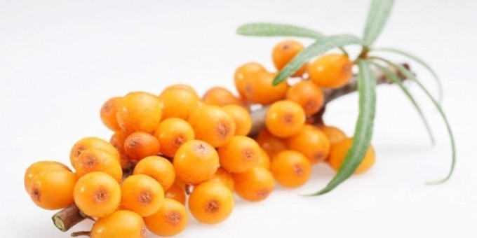 Облепиха - полезные свойства