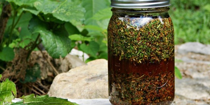 Как приготовить домашнюю настойку на сосновых почках?