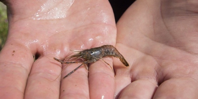 Откуда взялись креветки в березовском озере. История первой белорусской пресноводной креветки