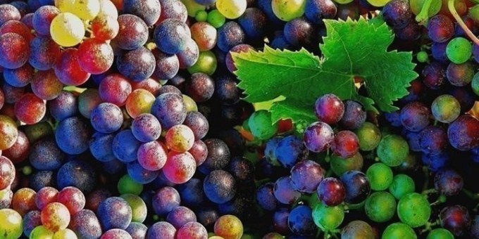 Радужный виноград — миф или реальность?
