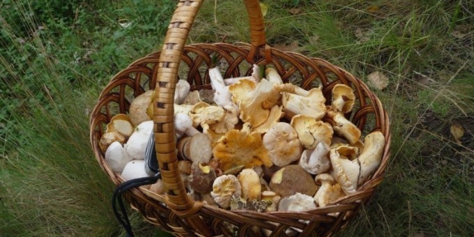 Короли Белорусских лесов "ТОП-10 грибов"