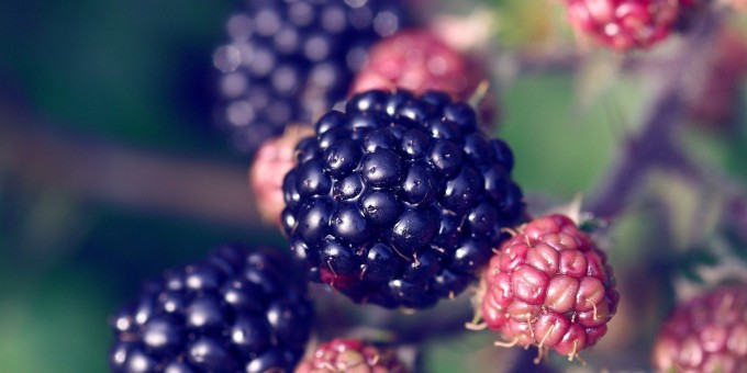 Кафе «Blackberry (Блэкберри)» — на грани добра и зла