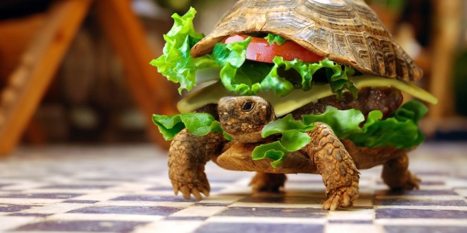 Кафе «Forest hall (Форест холл)» — наедине с природой и, не выезжая из города