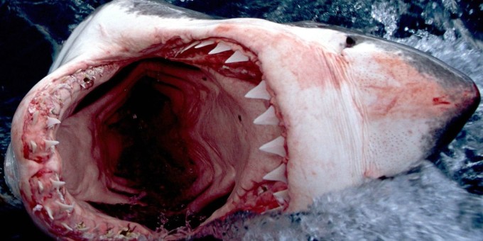 Добро пожаловать в ад: «KING fast food (КИНГ фаст фуд)» около ТЦ «Импульс»