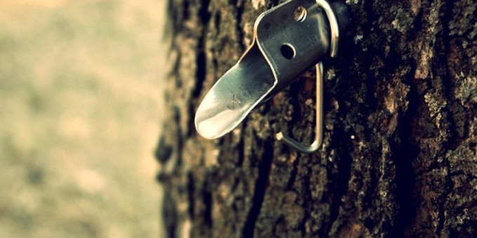 Замороженный березовый сок начнут выпускать в Беларуси