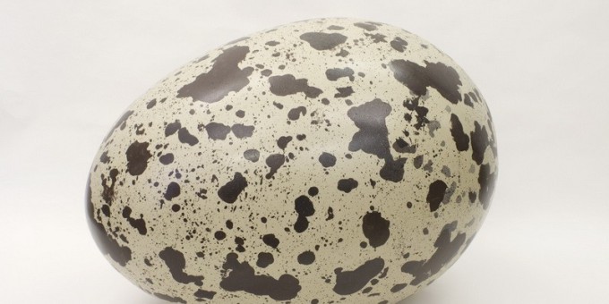 Факты о перепелиных яйцах