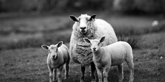 Во Франции нечаянно съели генно-модифицированную овцу