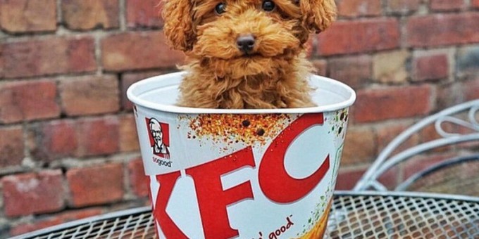 Откроется ли в срок? Что творится внутри нового куриного ресторана «KFC»