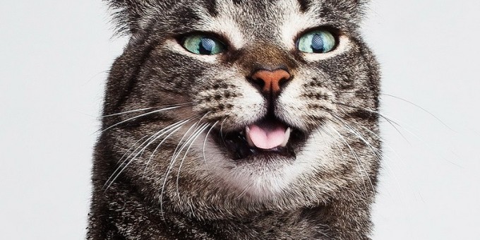 Вы никогда не будете  пить в одиночестве, потому что теперь есть вино для котов