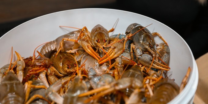 Даю наводку: где в Минске заказать доставку фермерских раков к пиву