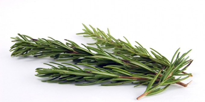 Польза розмарина