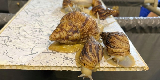 Где отдохнуть с семьей до 70 километров от Минска? Охотимся на новой ферме «Улитка»