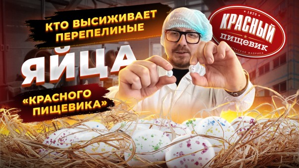 Узнали, кто высиживает перепелиные яйца «Красного Пищевика»