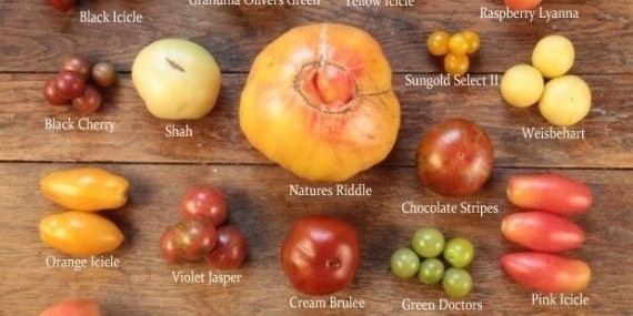 Нет ГМО! Топ-10 аппетитных гибридов