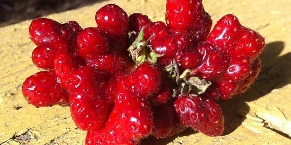 Вот такая клубничка