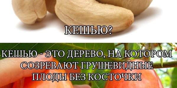 А Вы знали как растет кешью?