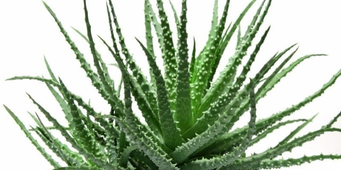 Алоэ - лучшее лекарство дома при многих заболеваниях