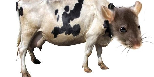 Крысиный сыр – прикол или деликатес будущего?