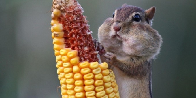 Кто любит кукурузу? Узнаете?
