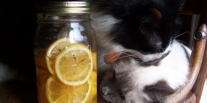 Как можно использовать лимоны: 30 необычных способов